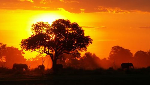 unforgettable trips Africa & Middle East: Elephants seen on Safari