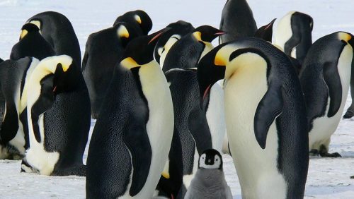 Arctic & Antarctica - Penguins