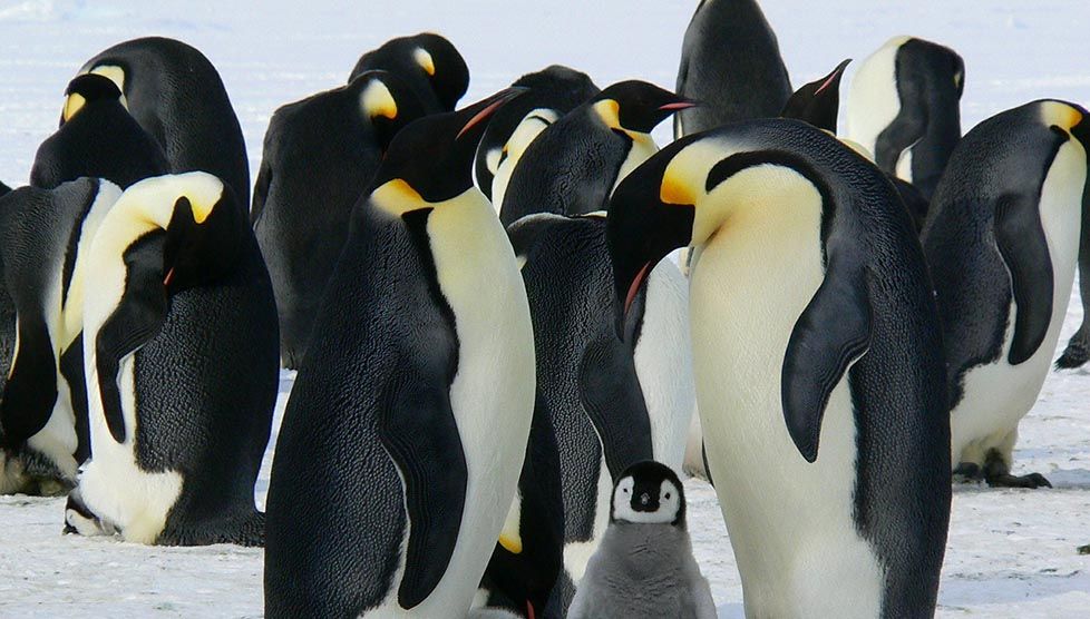 Arctic & Antarctica - Penguins