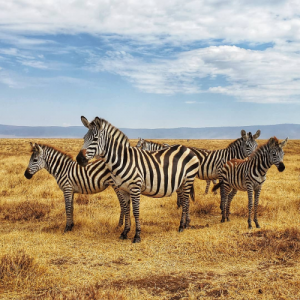 zebra in Tanzania