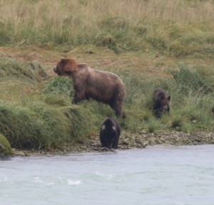 alaska-oosterdam-AL2b3445144 orig