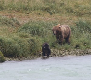 alaska-oosterdam-AL2b5211013 orig