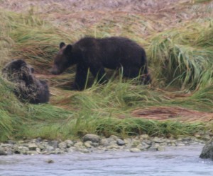 alaska-oosterdam-AL2b68602 orig