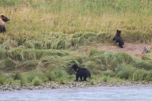 alaska-oosterdam-AL2b8114320 orig